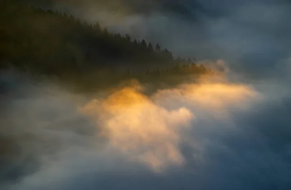 Trees fog Pieniny — Stock Photo, Image