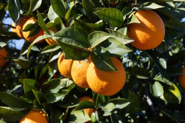 Sicilya 'daki portakal tarlaları, portakal ağaçları, agrumeto.
