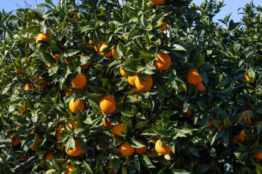 Sicilya 'daki portakal tarlaları, portakal ağaçları, agrumeto.