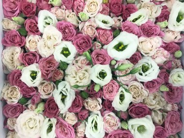 güzel pembe ve beyaz gül, güzel çiçekler