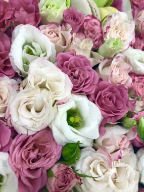 güzel pembe ve beyaz gül, güzel çiçekler