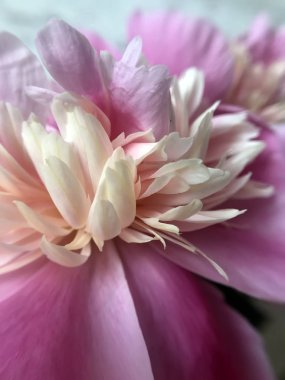 narin ve pembe çiçekli Şakayık yakın çekim