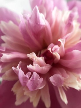 narin ve pembe çiçekli Şakayık yakın çekim