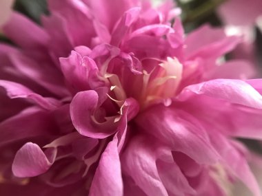 narin ve pembe çiçekli Şakayık yakın çekim