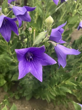 Blue Bell'de bahçede çiçek