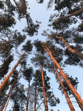 Güneşin ışınları yaz aylarında ormandaki çam üst kısımları