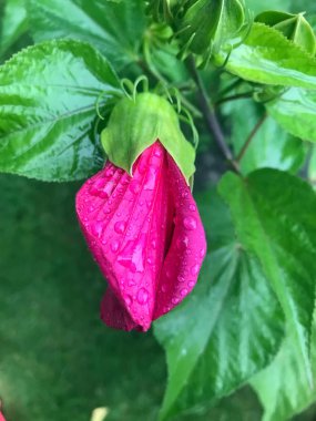 yaz bahçesinde renkli çiçekler