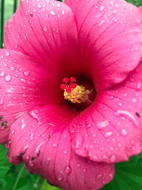 yaz bahçesinde renkli çiçekler