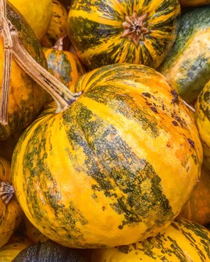 kabak, Mısır ve yaprakları ile sonbahar natürmort