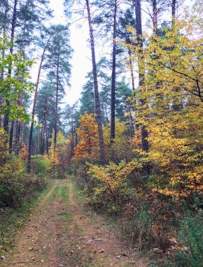 sonbahar ormanda büyük çam