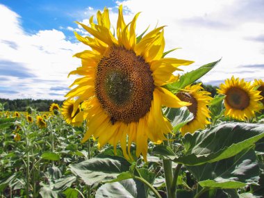 Parlak sarı ayçiçeği çiçekler alanında