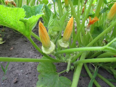 Squash Bahçe, yaz aylarında yetişir.