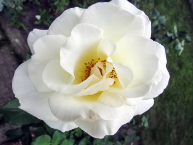 Bahçe beyaz gül çiçek