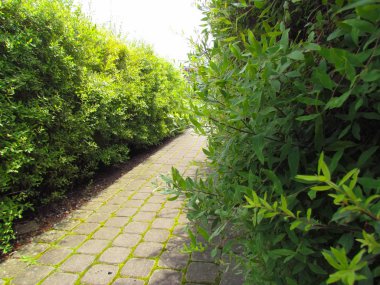 Yaprak dökmeyen çalılar ve çalılar güneş ışığı altında. Modern peyzaj. Yaz bahçe veya park tasarım.