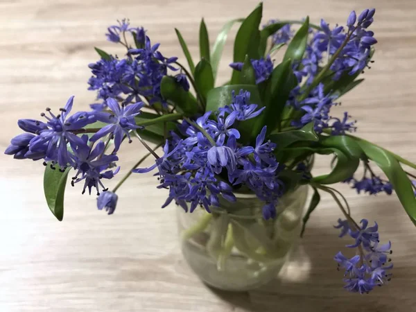 První Krásné Modré Květy Jara — Stock fotografie