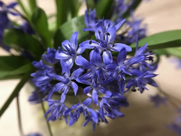 První Krásné Modré Květy Jara — Stock fotografie