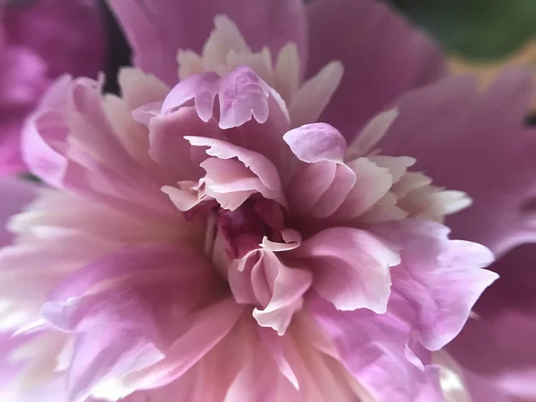Den Lyserøde Delikate Blomstrende Pæon Close - Stock-foto