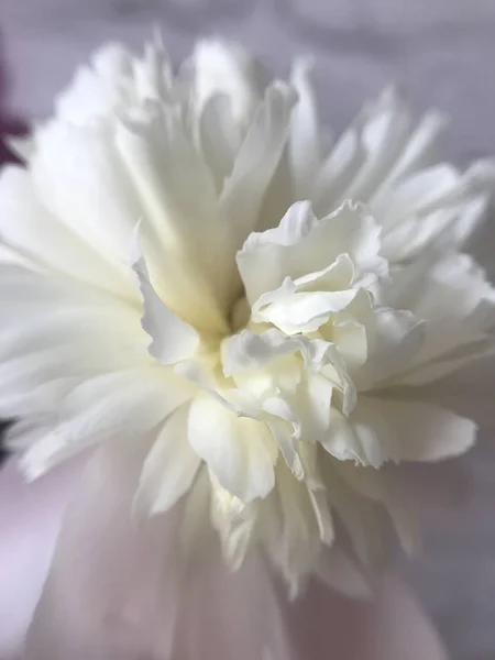Gros Plan Blanc Délicat Pivoine Fleurie — Photo