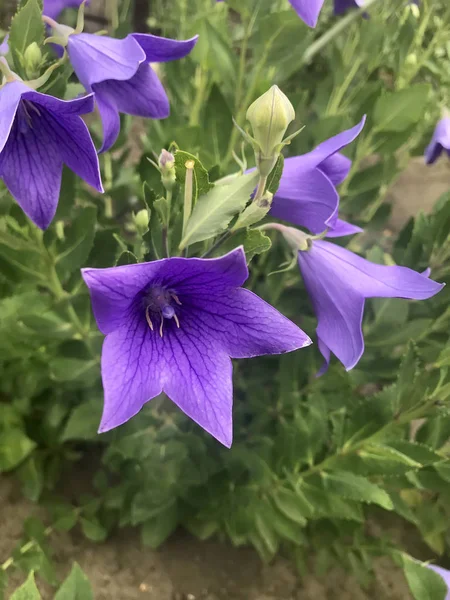 Blue Bell'de bahçede çiçek