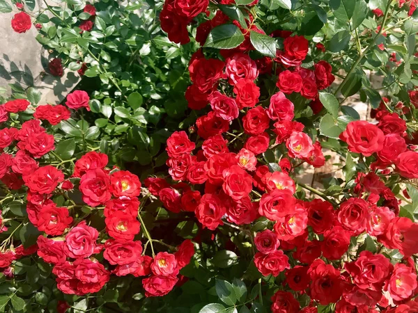 Piękna Róża Kwiat Ogrodzie — Zdjęcie stockowe