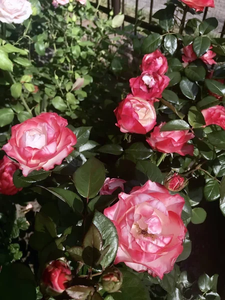 Bela Rosa Florescer Jardim — Fotografia de Stock