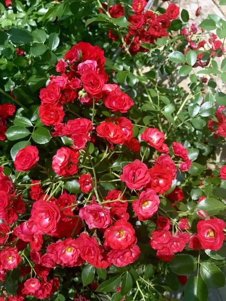 美丽的玫瑰在花园里绽放 — 图库照片
