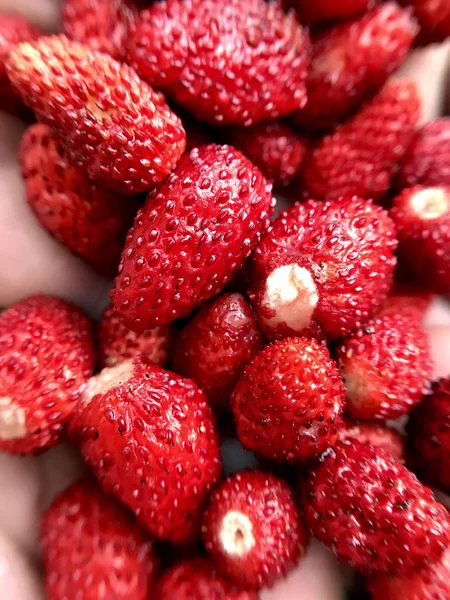 Strawberries harvested in the garden in the summer