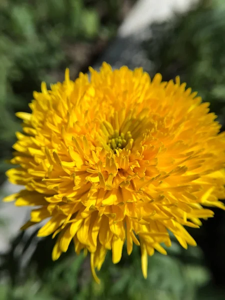 Yaz Bahçesinde Renkli Çiçekler — Stok fotoğraf