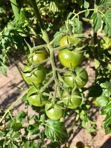 Ντομάτα Φυτρώνει Στον Κήπο Καλοκαίρι — Φωτογραφία Αρχείου