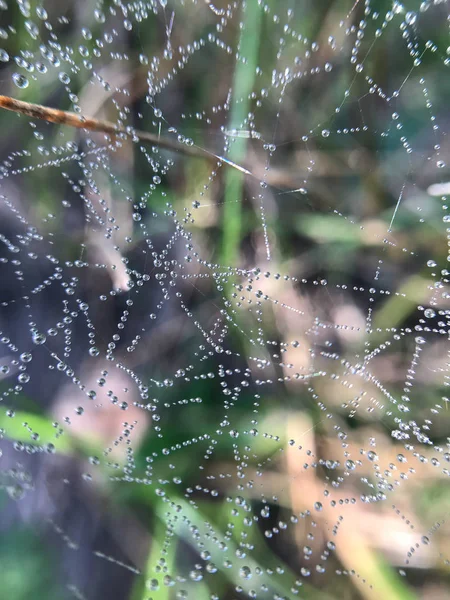 Droplets Dew Cobweb Grass Woods — Stock Photo, Image