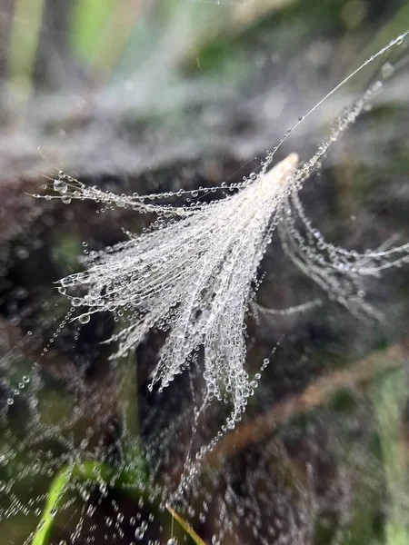 Tautropfen Auf Einem Spinnnetz Gras Wald — Stockfoto