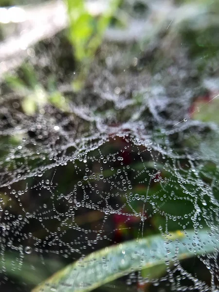 在树林里的草地上的蜘蛛网上的露珠 — 图库照片