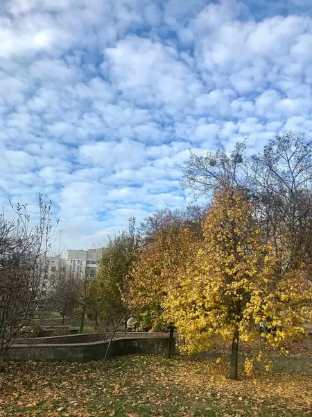 暖かい日差しの中で都市公園の紅葉 — ストック写真