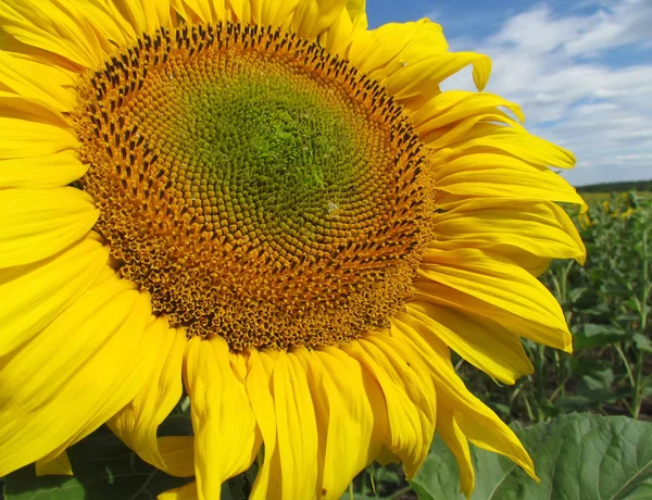 Leuchtend Gelbe Sonnenblumen Blühen Auf Dem Feld — Stockfoto