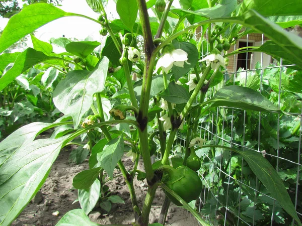 Pepper Grows Garden Summer — Stock Photo, Image