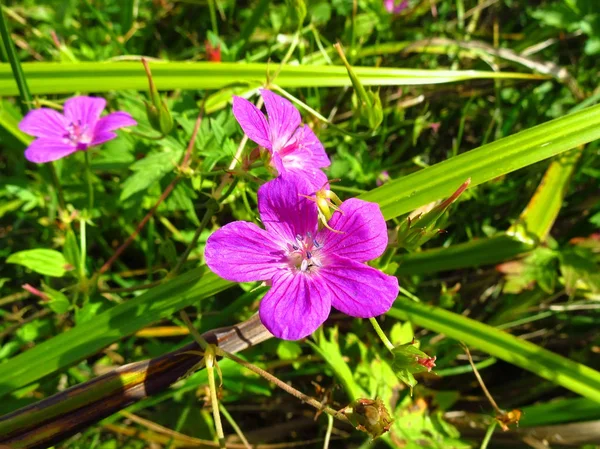 Поле Фиолетовый Цветок Зеленой Траве — стоковое фото