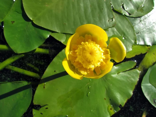 Nénuphar Sur Sable Doré Été Images De Stock Libres De Droits