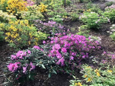 bahar bahçe en renkli çiçekler