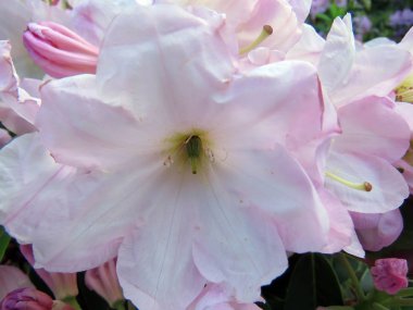 bahar bahçe en renkli çiçekler