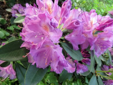 bahar bahçe en renkli çiçekler