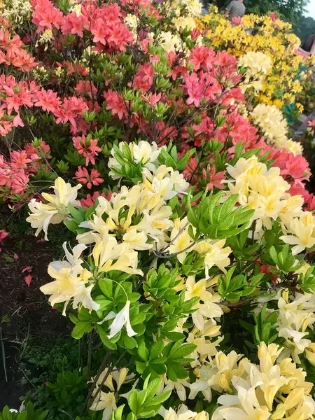 Bunte Blumen Garten Frühling — Stockfoto