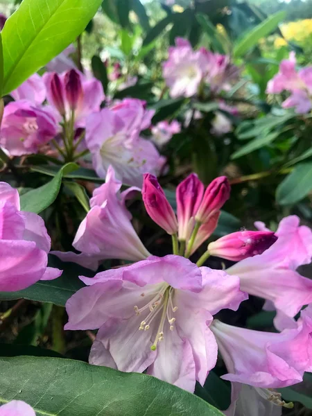 Kolorowe Kwiaty Ogrodzie Wiosnę — Zdjęcie stockowe