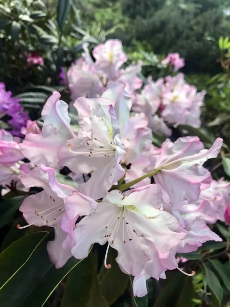 Fleurs Colorées Dans Jardin Printemps — Photo