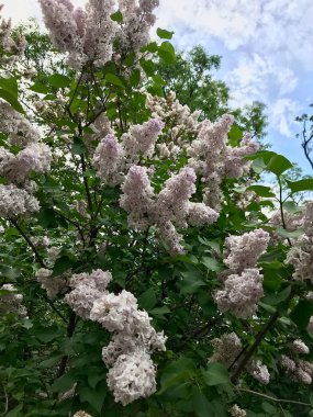 Bahar günü güzel leylak çiçeği
