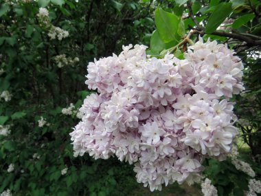 Bahar günü güzel leylak çiçeği