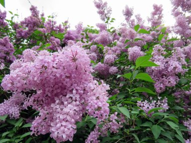 Bahar günü güzel leylak çiçeği