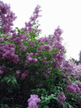 Bahar günü güzel leylak çiçeği