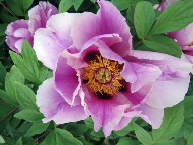 Prag türlerinde springbeautiful çalı peonies güneşli bir günde bahar