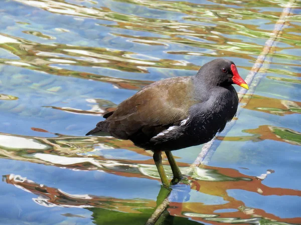 Bel Oiseau Sur Lac Dans Journée Ensoleillée — Photo