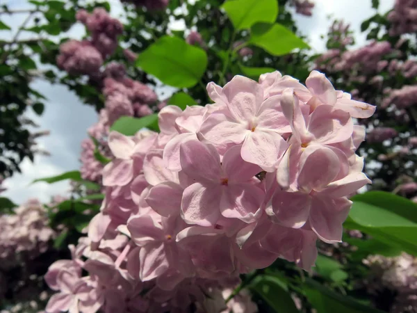 Belas Flores Lilás Dia Primavera — Fotografia de Stock